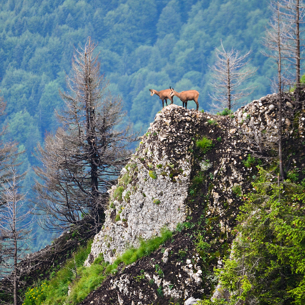 wild goats mountains romania